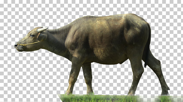 Water buffalo , Buffalo Transparent, gray carabao standing