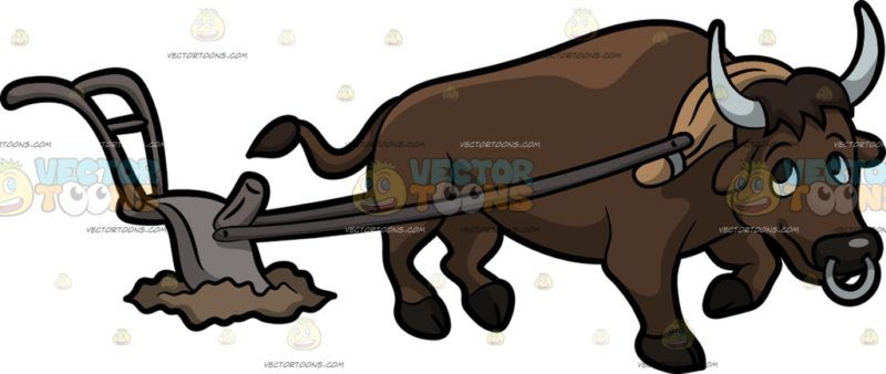 Carabao plowing the.
