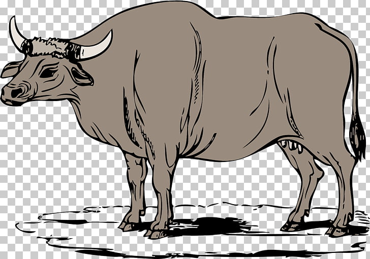 Cattle Water buffalo Ox , cow man PNG clipart