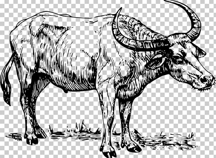 buffalo clipart drawing