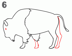 How draw buffalo.