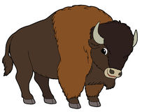 Free simple buffalo.