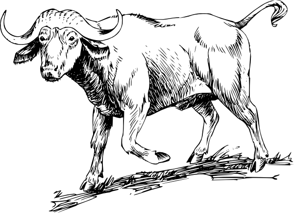 Indian buffalo clipart