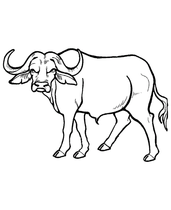 Free buffalo outline.