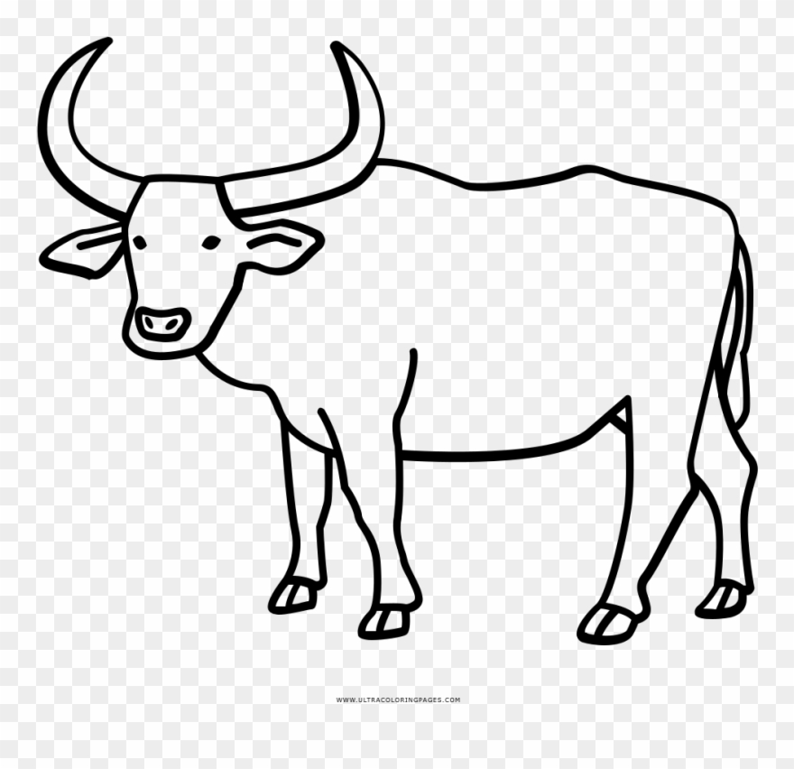 Buffalo Coloring Page With Water Ultra Pages