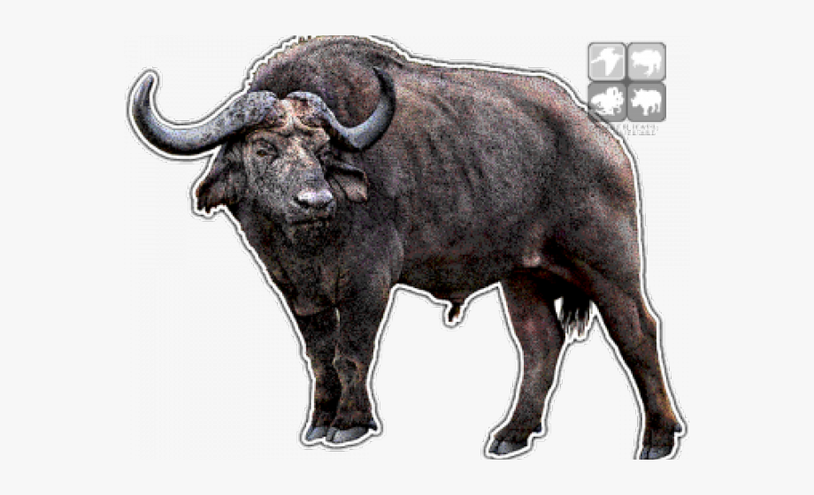 buffalo clipart transparent
