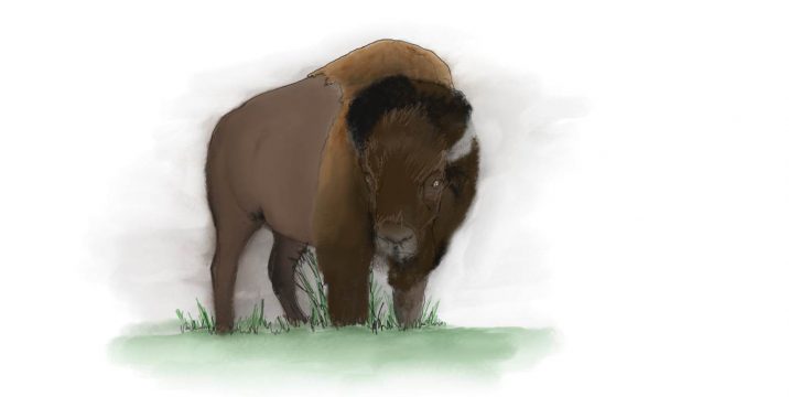 Watercoloring buffalo clipart.
