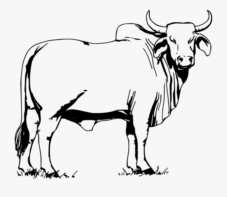 Bull Animal Cow Nature Domestic Farm Cattle