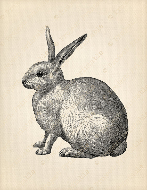 bunny clipart printable