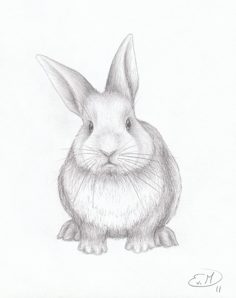 Cute bunny pictures to draw