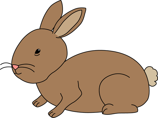 Netherland dwarf rabbit.