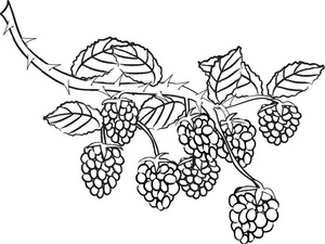 Berry clipart black and white, Berry black and white