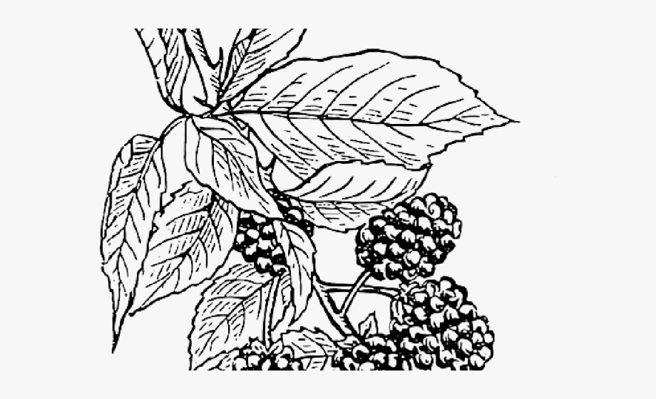 Drawn shrub berry.