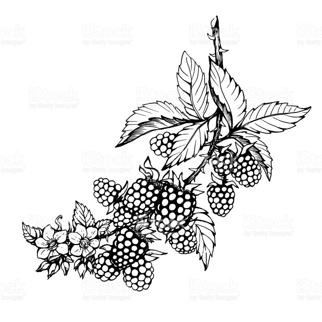 Graphic of branch with blackberry fruit, flowers and leaves