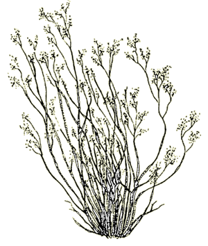 Zygophyllaceae