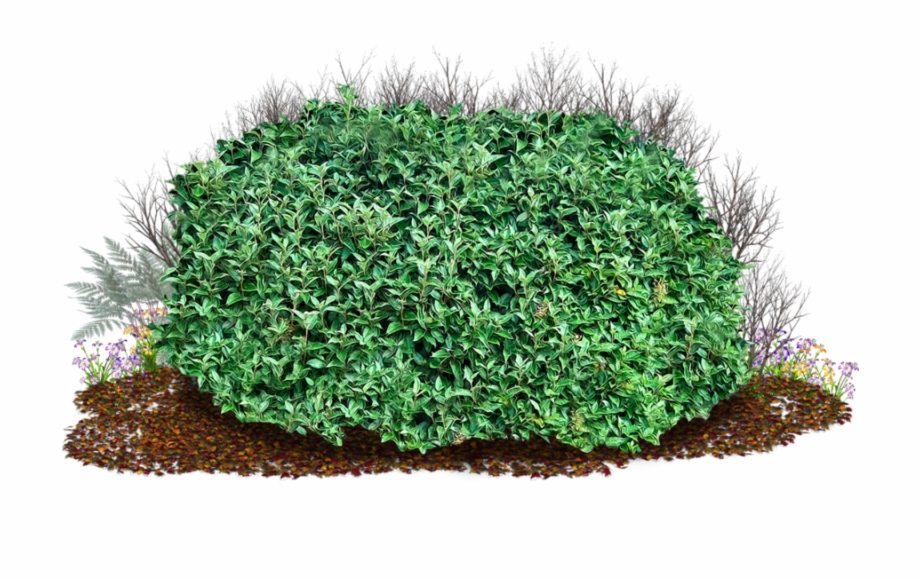 Shrub Clipart Bush Grass