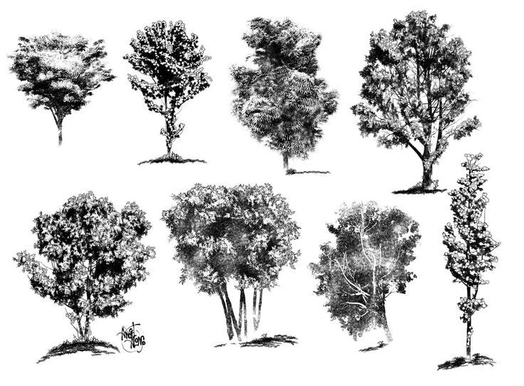 How to Draw Realistic Trees, Plants Bushes and Rocks