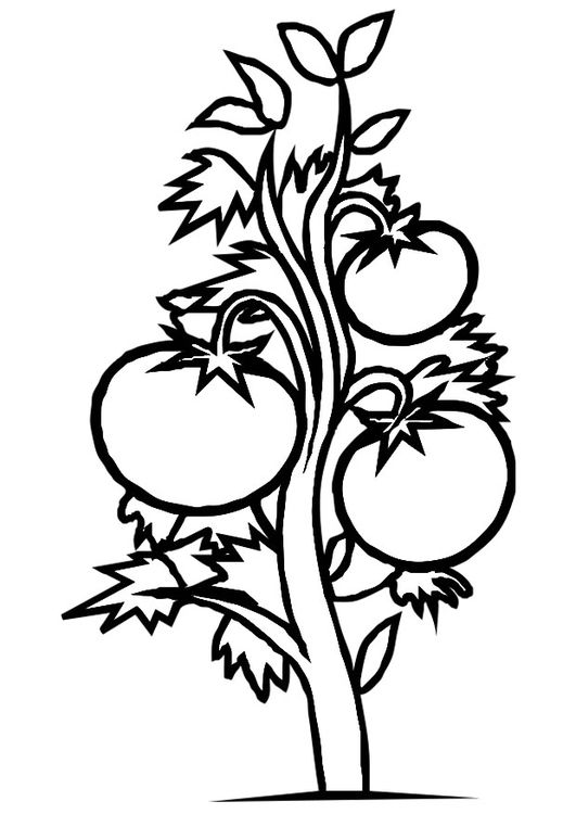 Coloring page tomato.