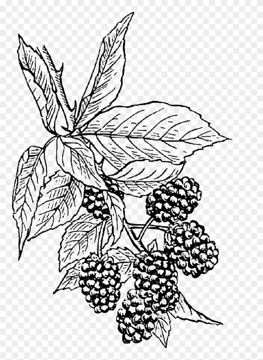 Clip Art Black And White Berries Drawing Bushes
