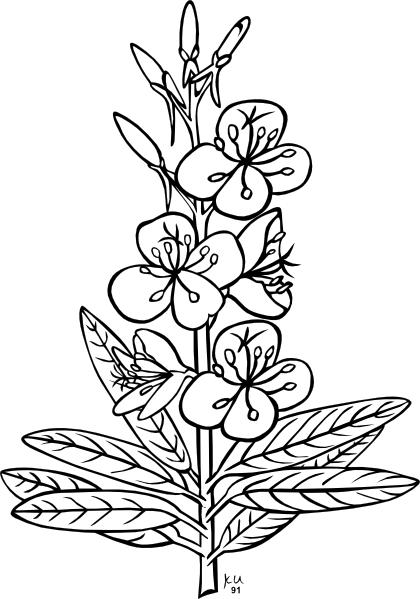 Free Black And White Plant, Download Free Clip Art, Free