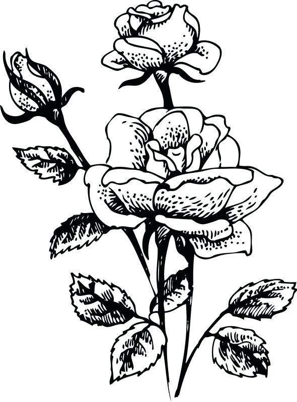 Rose plant drawing.