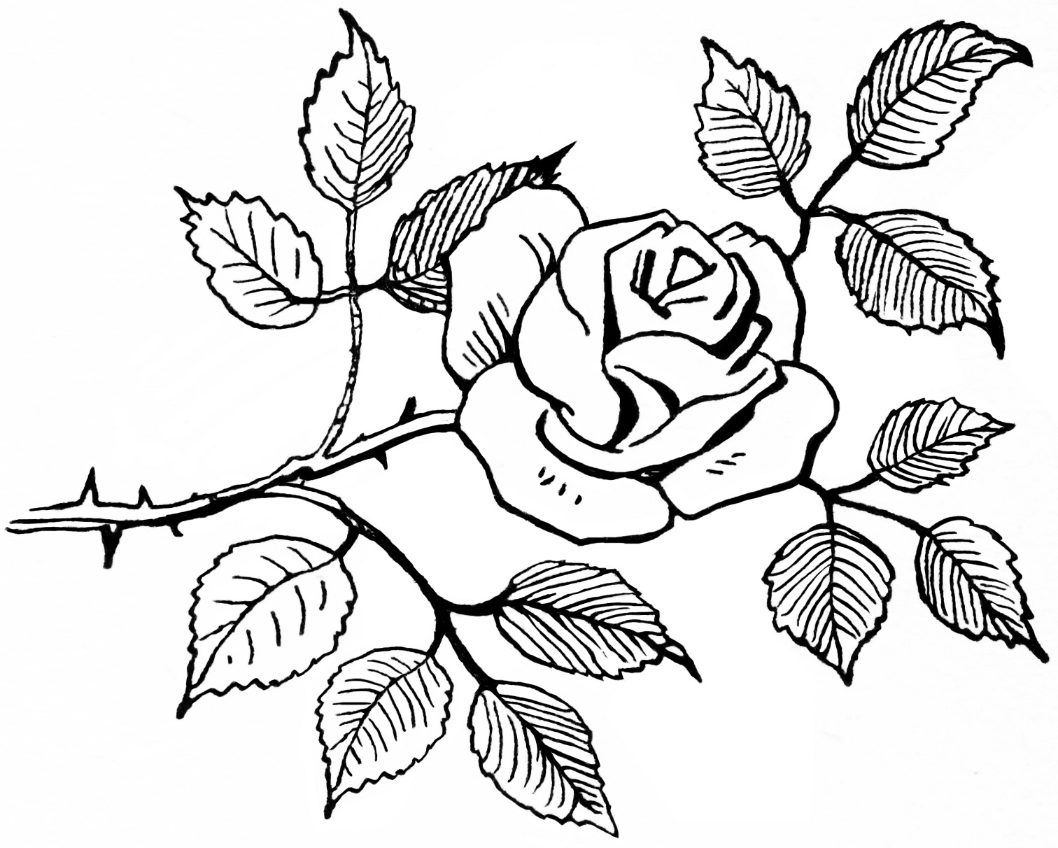 Free Black And White Rose Drawings, Download Free Clip Art