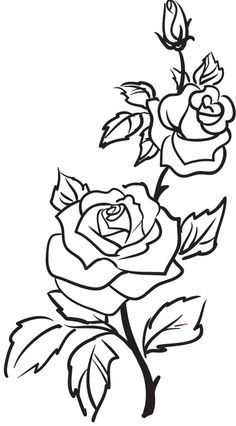 Rose bush drawing
