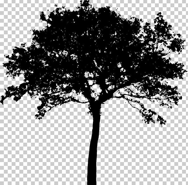 Silhouette tree png.
