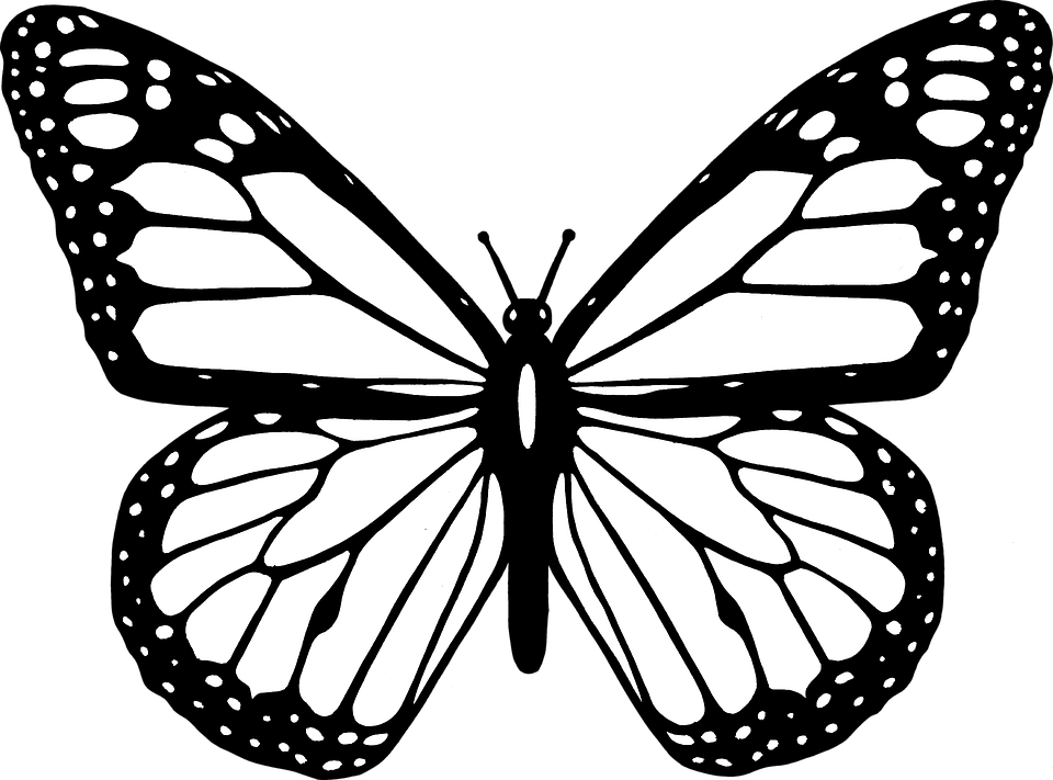 butterfly black and white clipart drawing