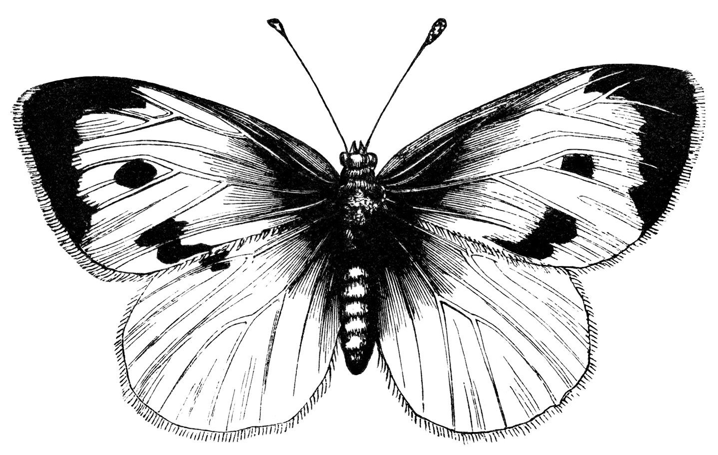 Vintage butterfly clipart, black and white illustration