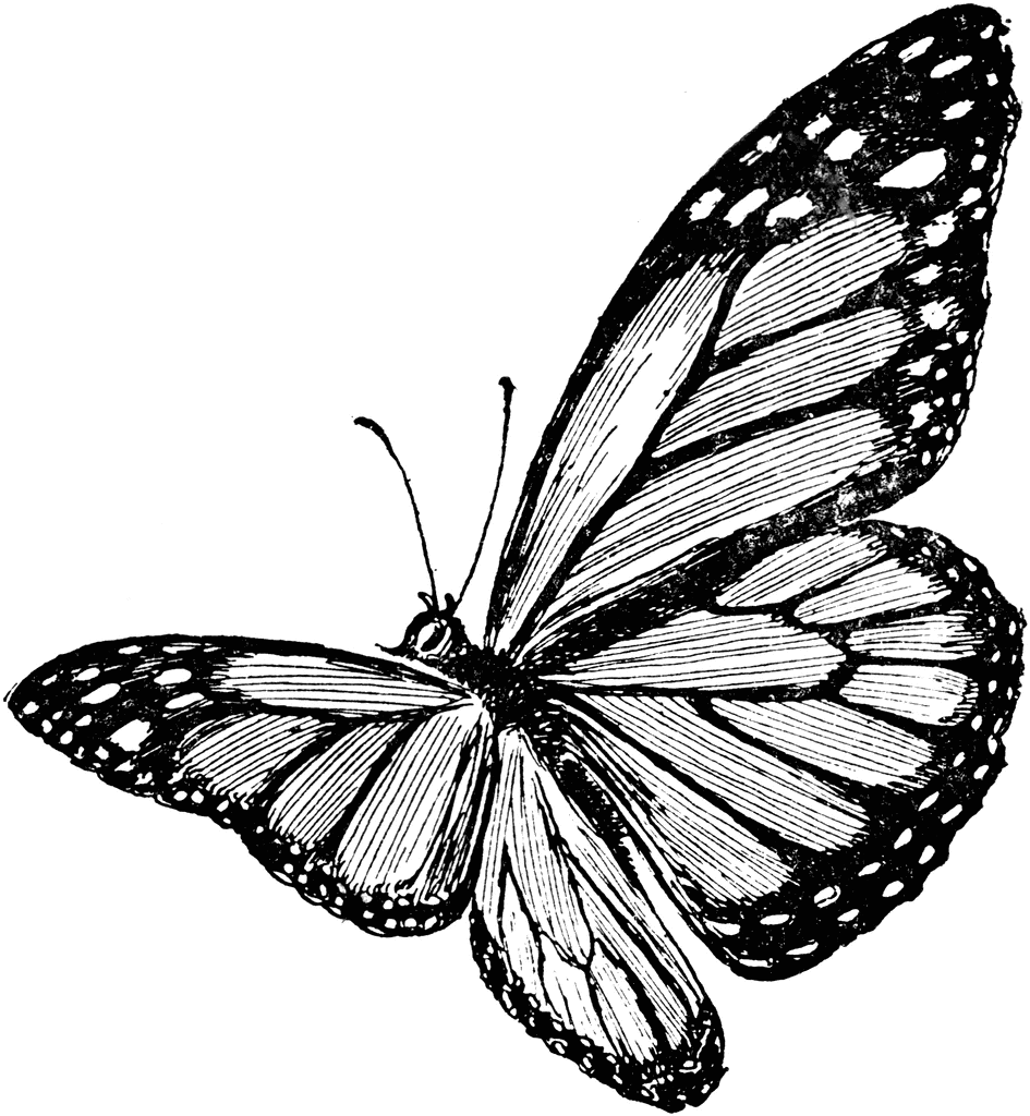 Butterfly images clip.