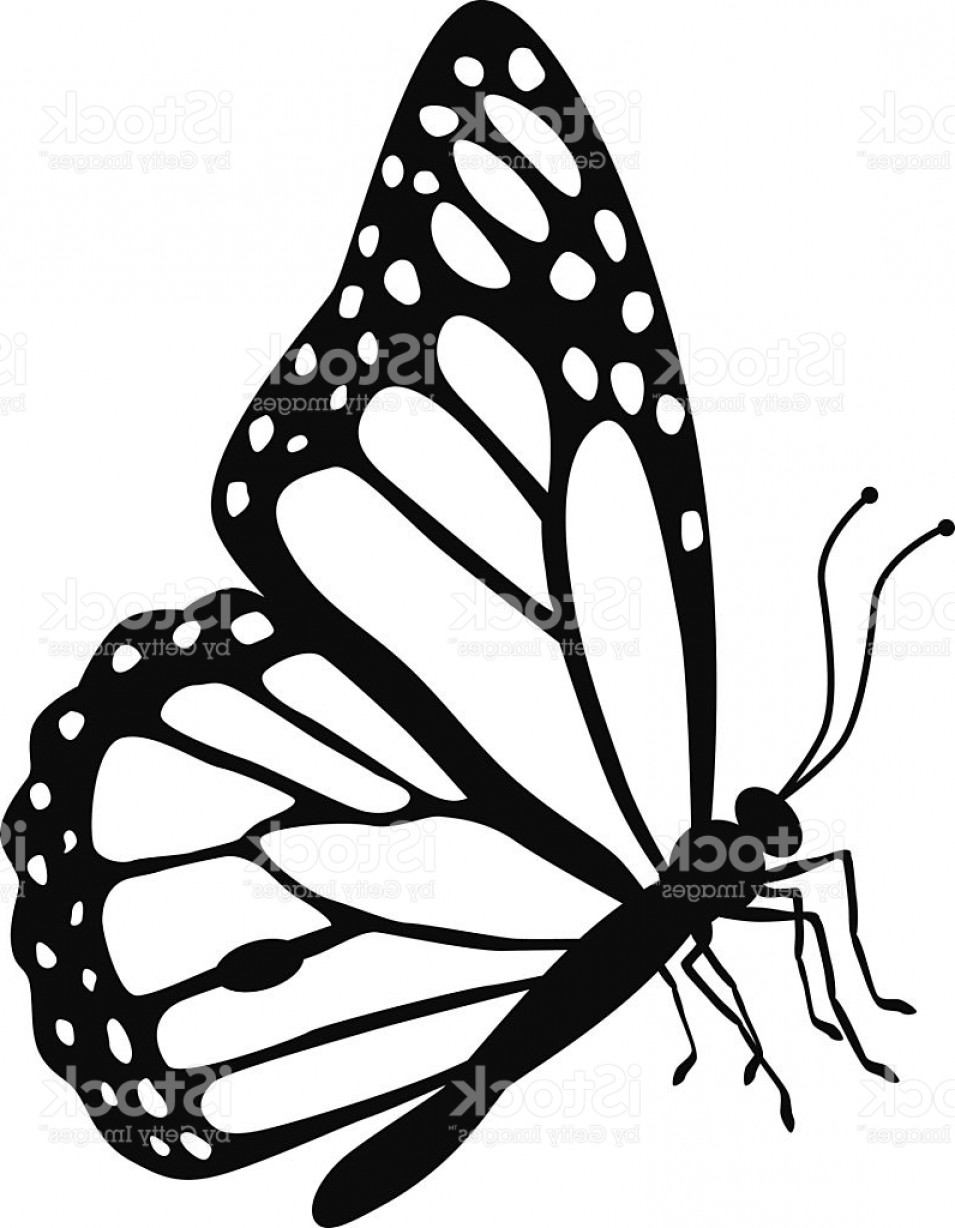 Monarch Butterfly Side View In Black And White Gm