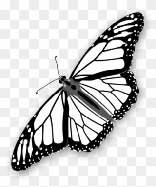 Monarch Butterfly Clipart Stencil