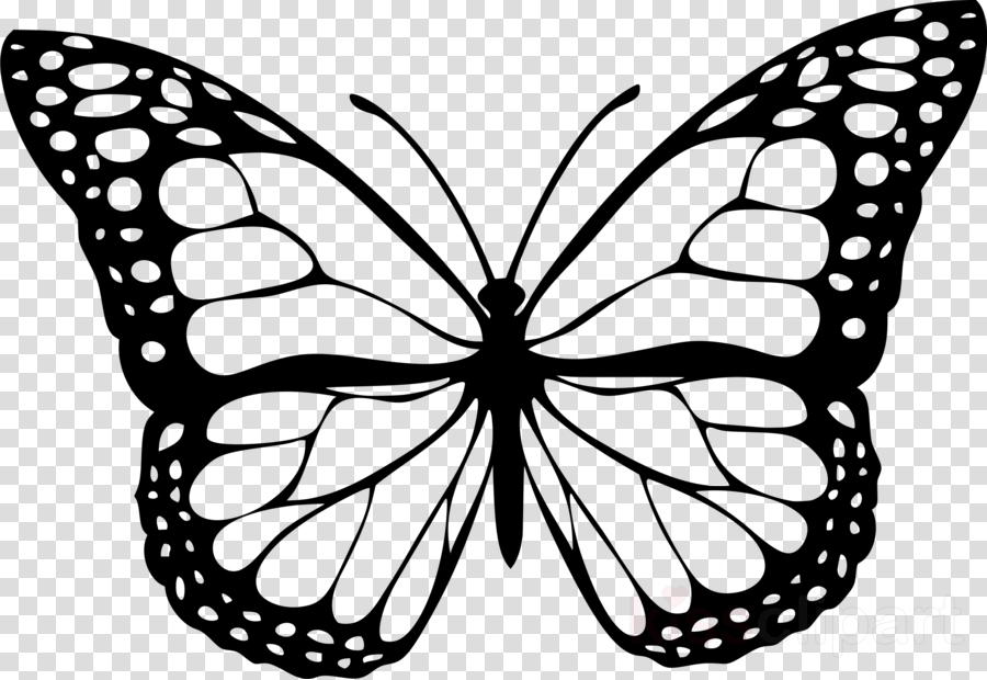 Butterfly black and white clipart transparent pictures on Cliparts Pub