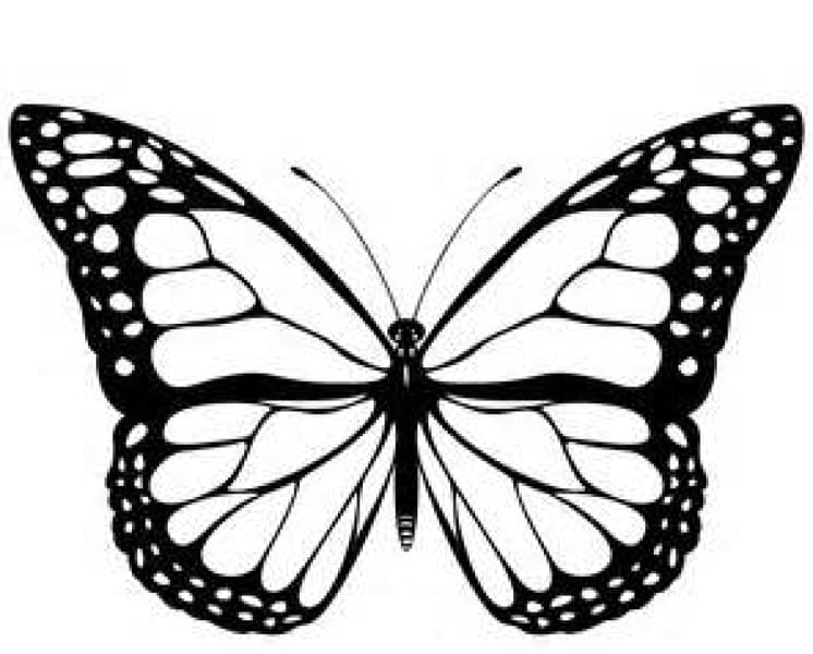 Monarch butterfly black.