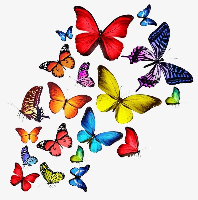 Colorful butterfly priesthood.