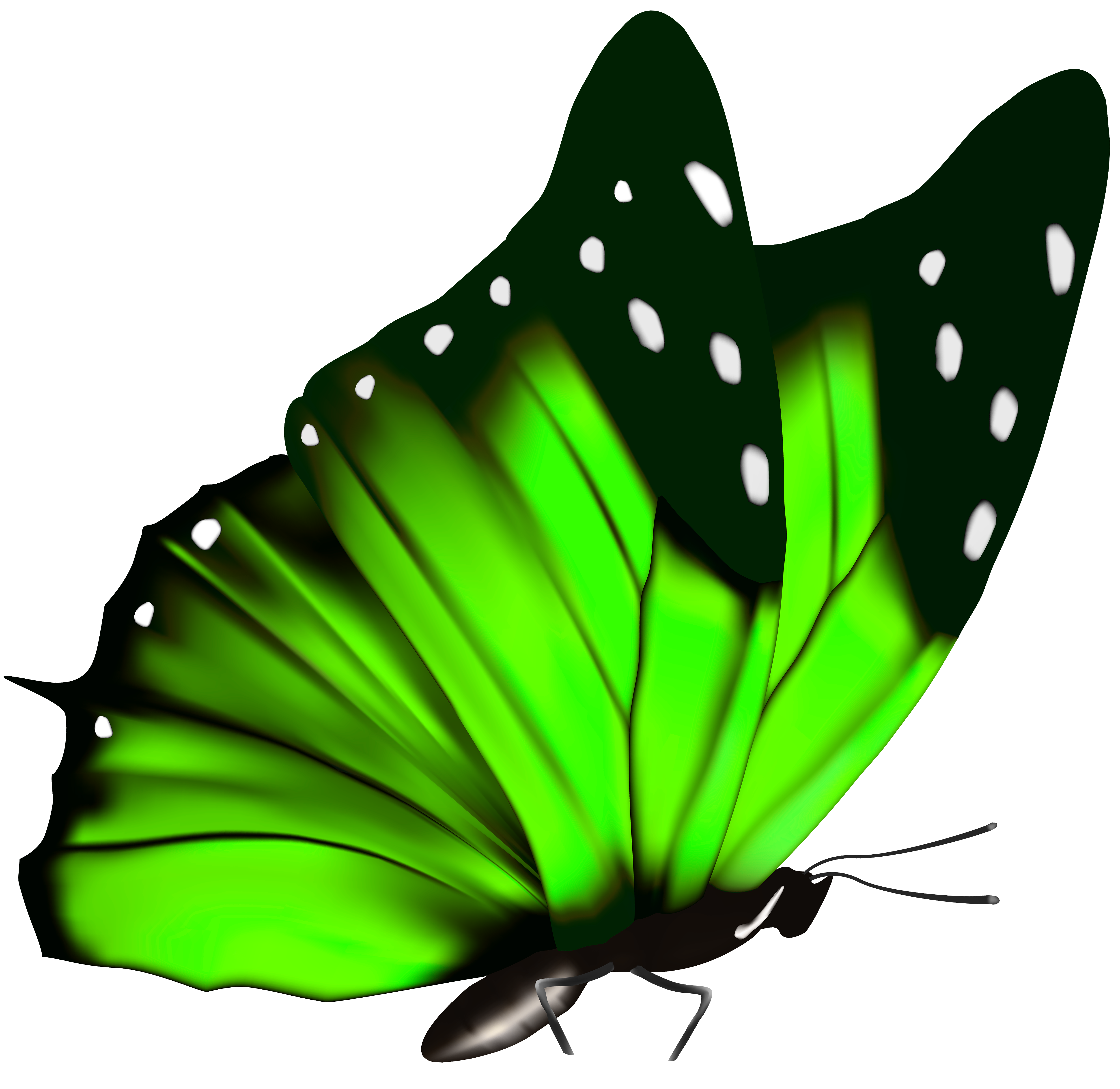 Green butterfly png.