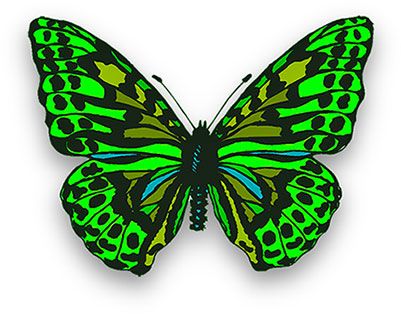Free Butterfly Animations