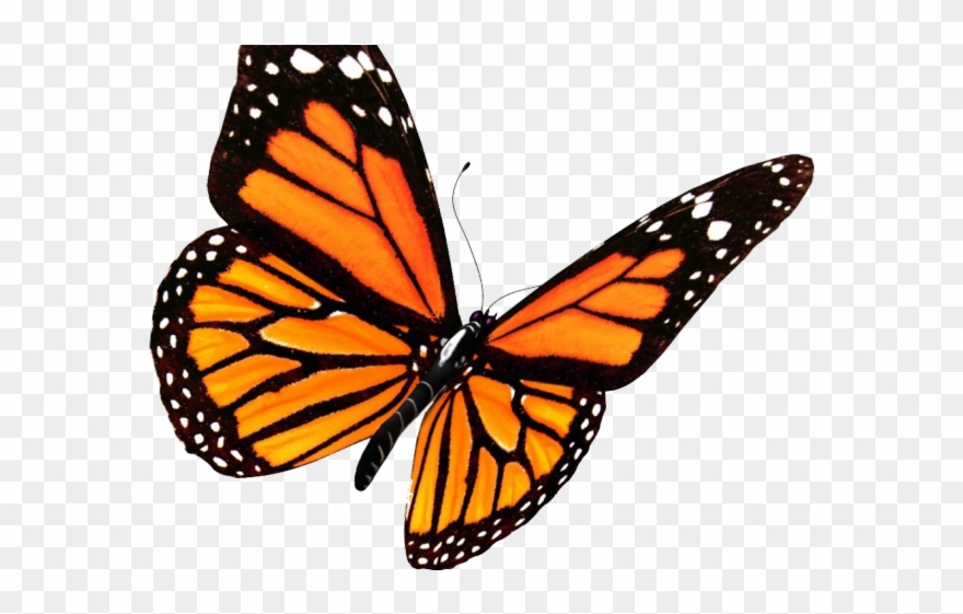 Monarch butterfly clipart.