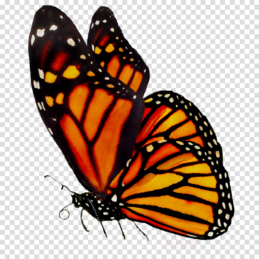 Butterfly Clipart clipart