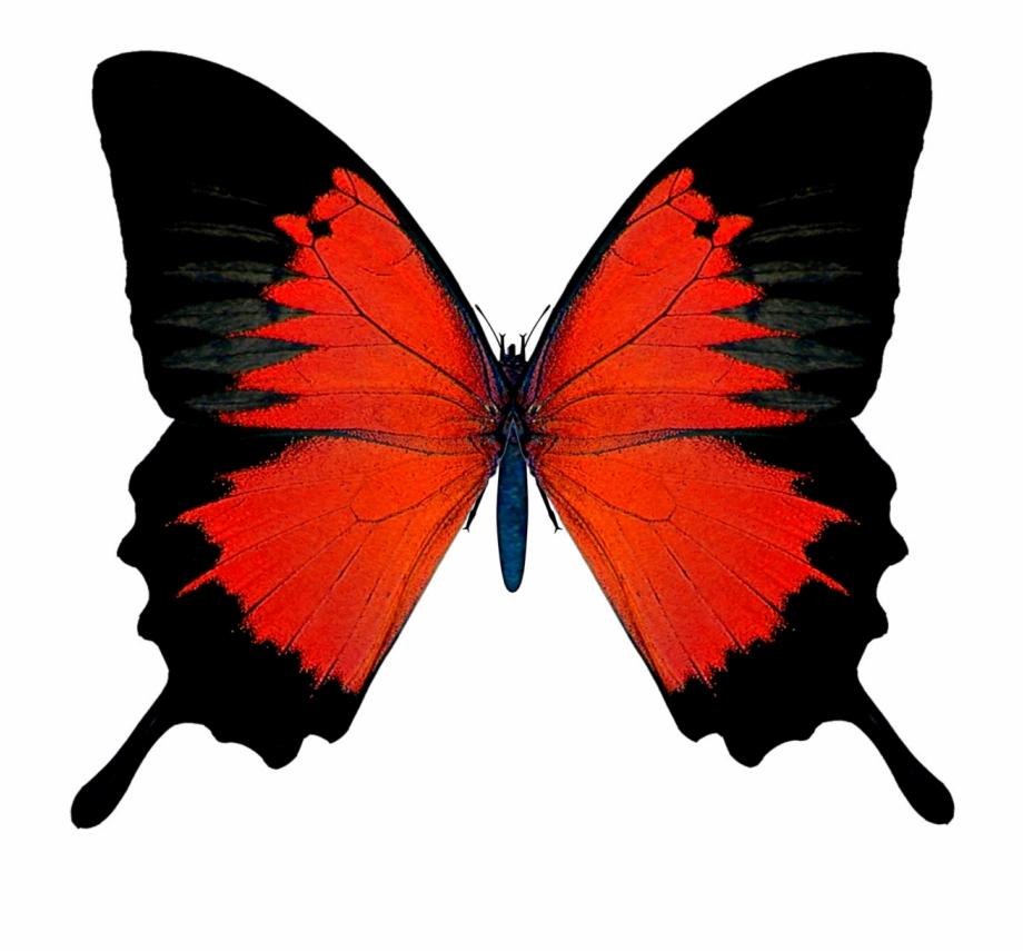Butterfly clipart red.