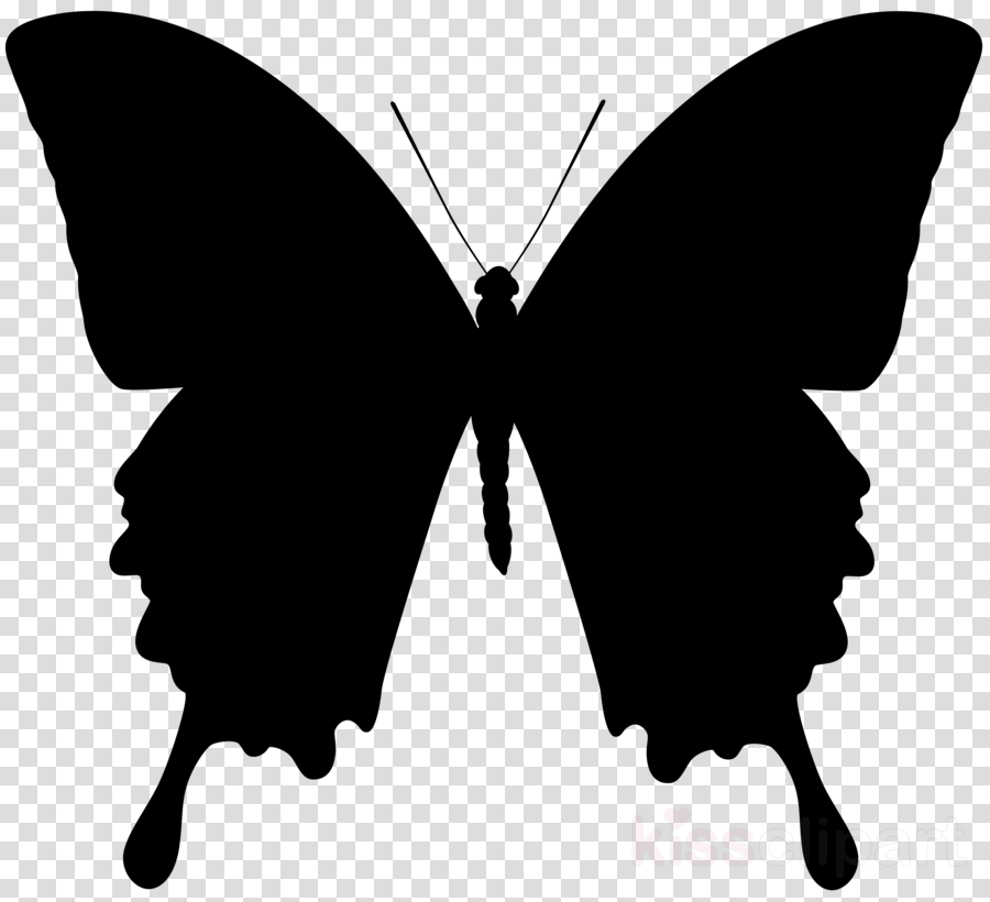 Butterfly black and.