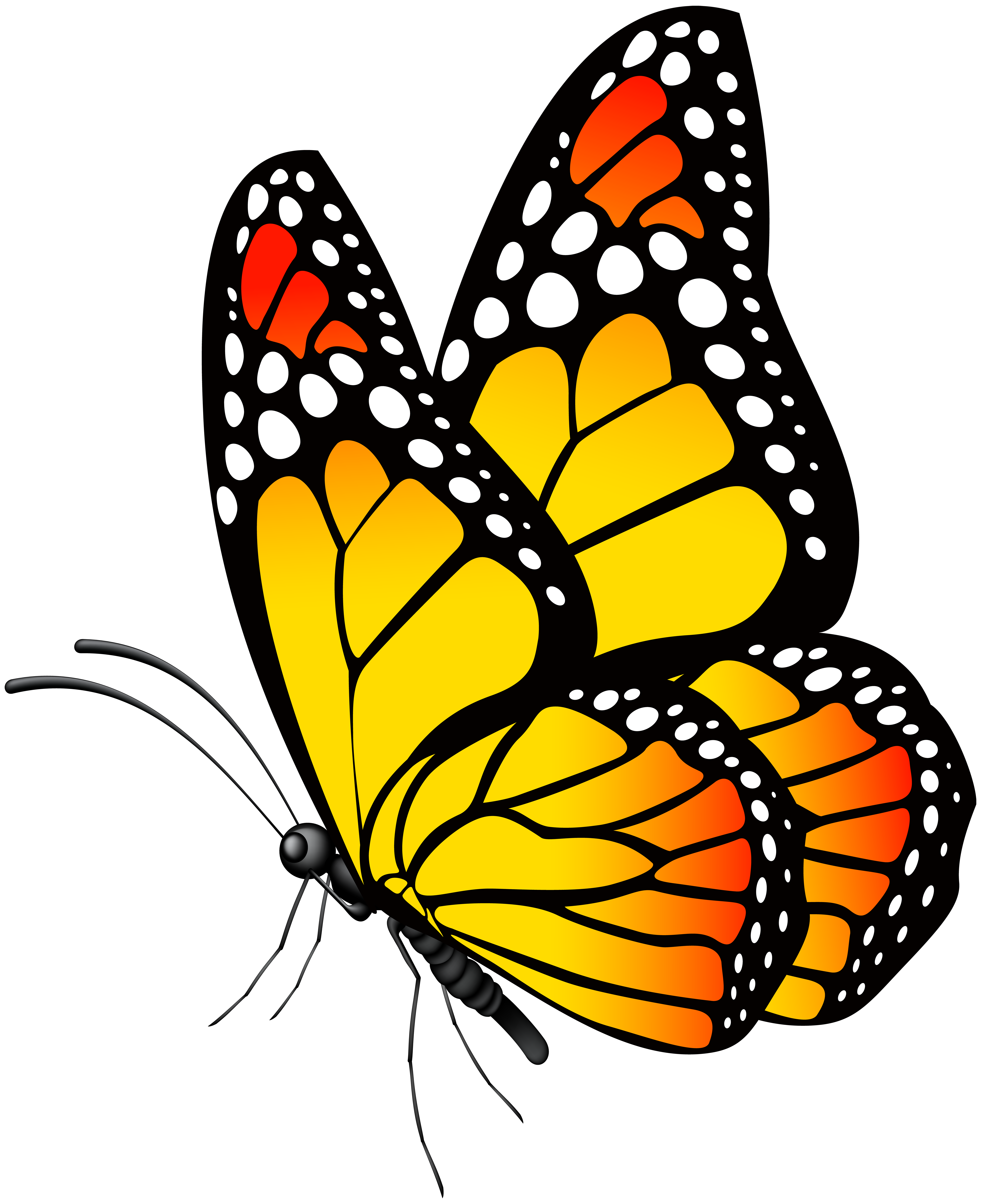Butterfly yellow png.