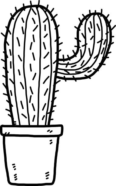 Cactus Drawing Black And White