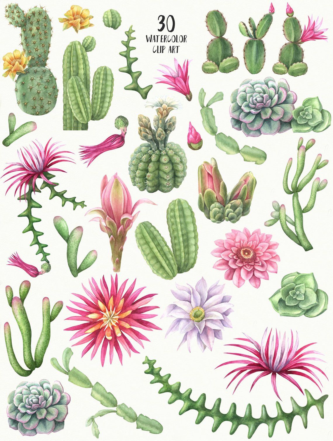 Watercolor Cactus Clip Art, Flowering Cacti, Pink Flowers