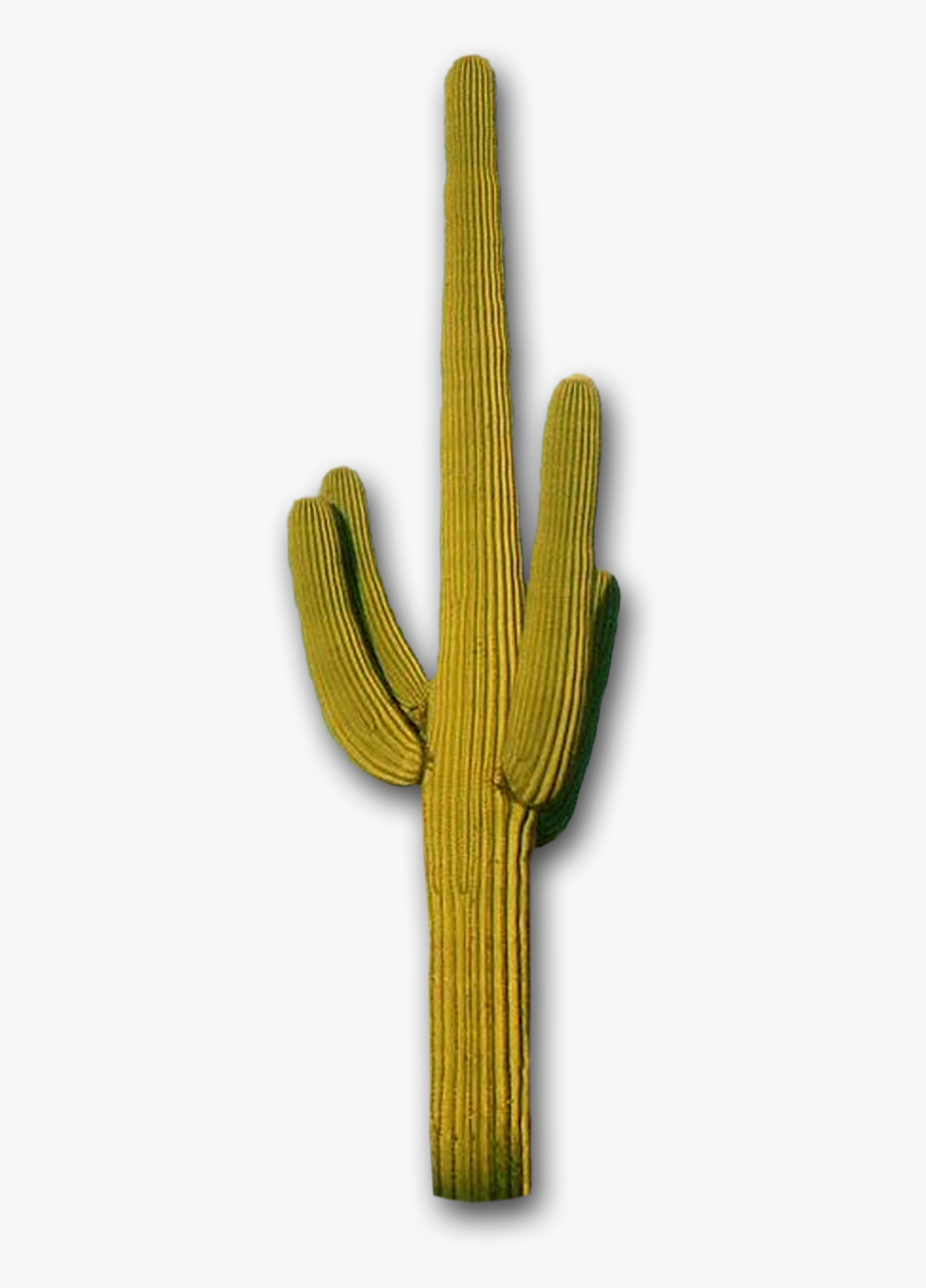 cactus clipart free transparent background