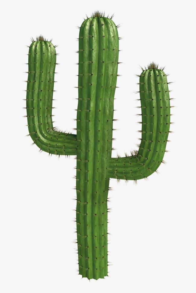 Cactus png clipart.