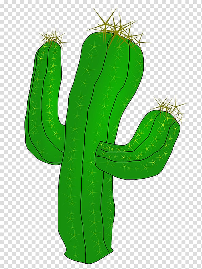 Green cactus illustration.