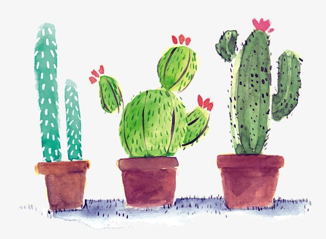 Watercolor cactus png.