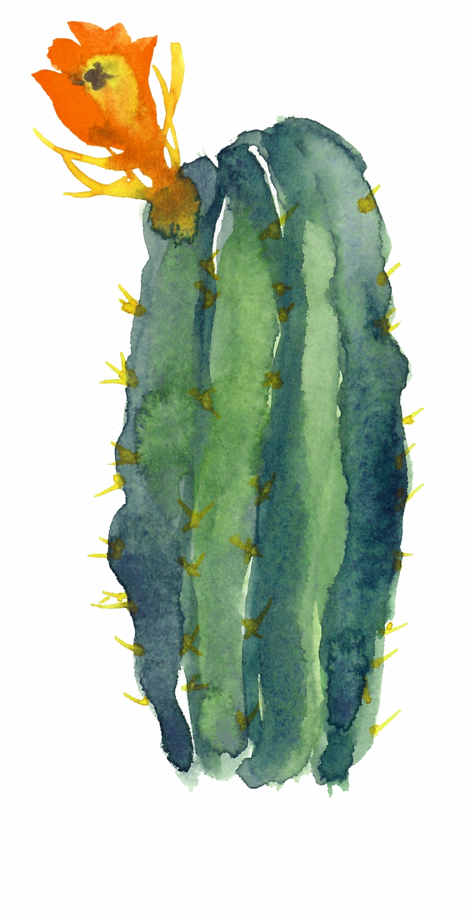 Collection Of Free Cactus Drawing Modern